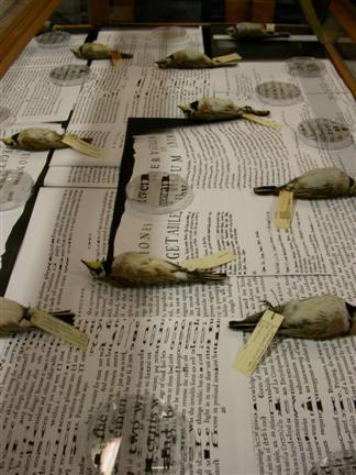 web weldon7.jpg - OBSERVATIONS  IN  , Weldon Library installation, 2013